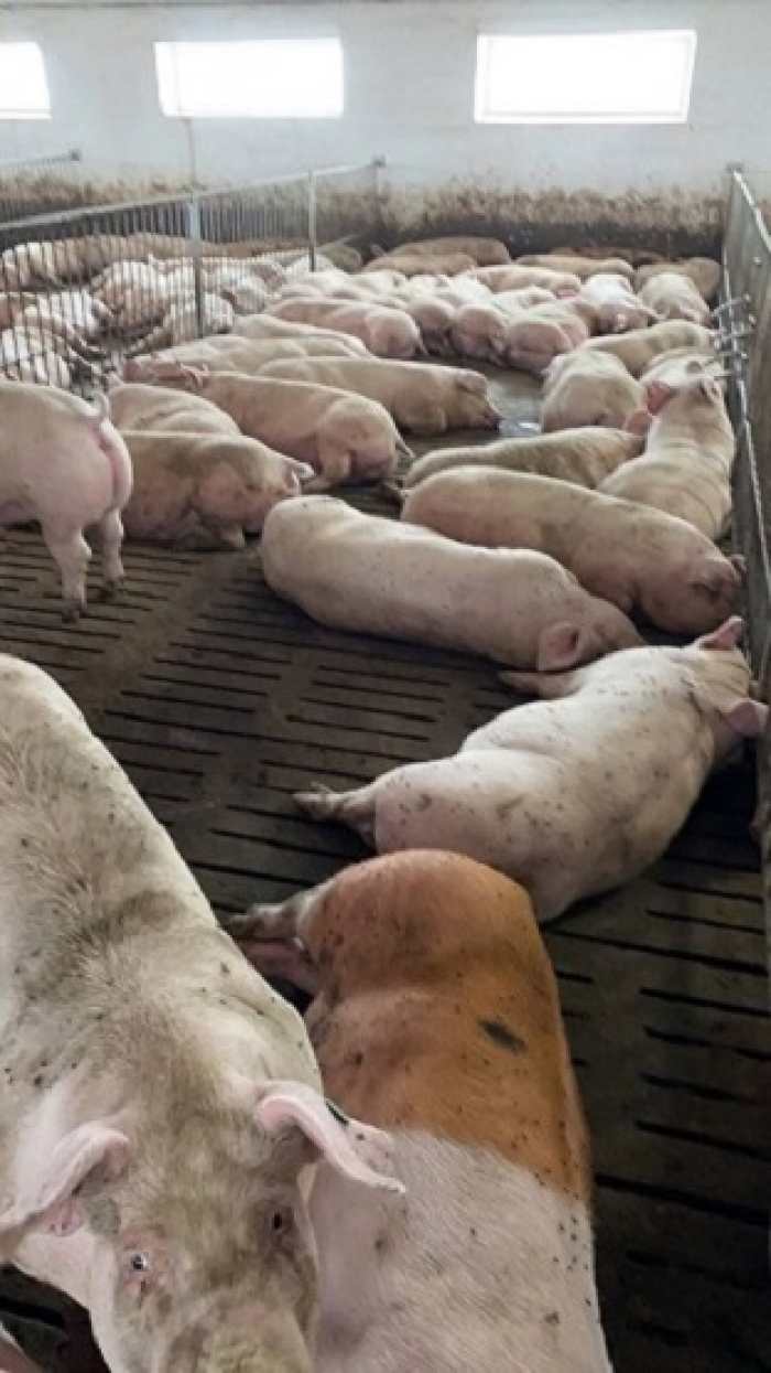 Продам свиней живою вагою та тушами.0975627670