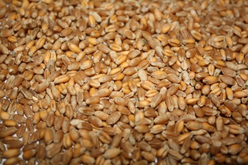 Продам пшеницю 